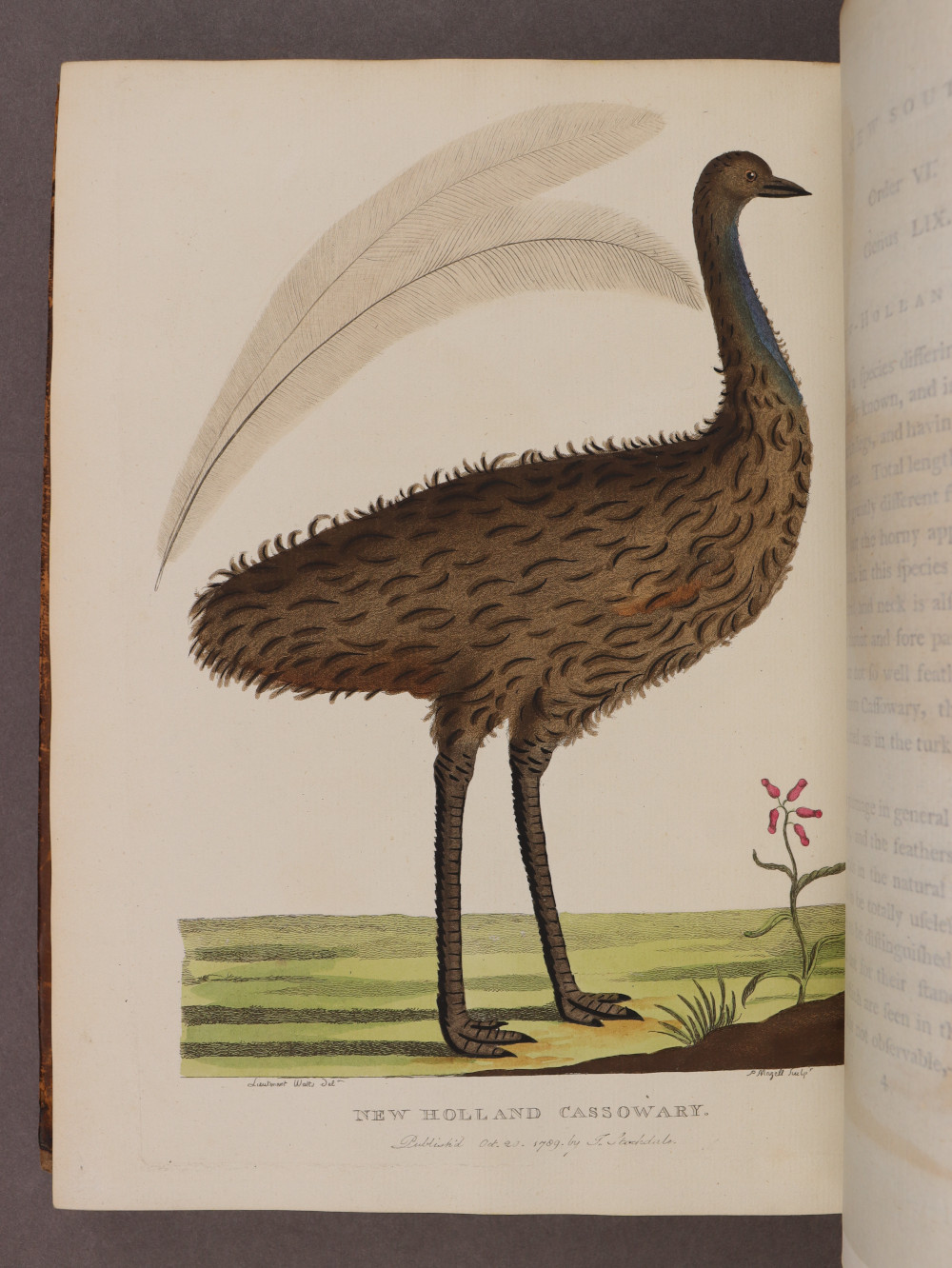Plate 43